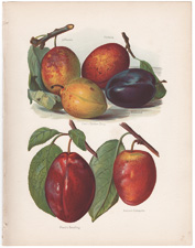 Plums